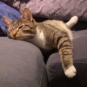 Meet your Posher, Abigail